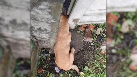 Pies utknął w ogrodzeniu. Pomogli mu strażacy