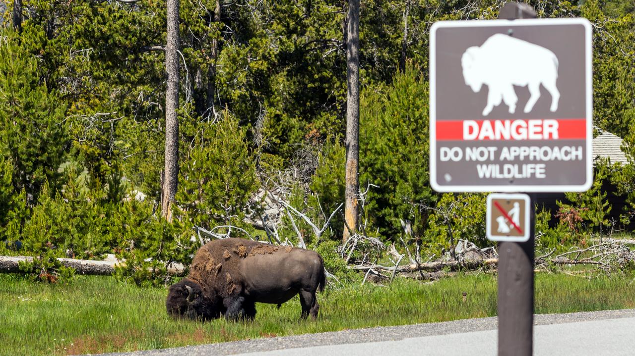 "Są nieprzewidywalne, biegają trzy razy szybciej niż ludzie". Kolejny atak