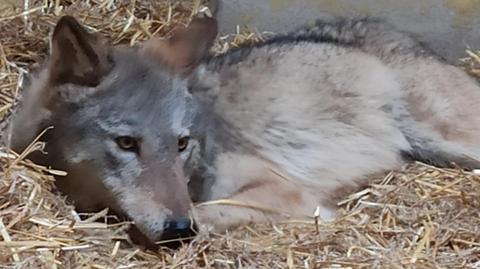 Poznań: schwytano wilka, trafił do zoo