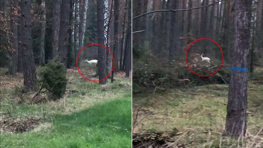 Biała łania biegała razem z innymi danielami