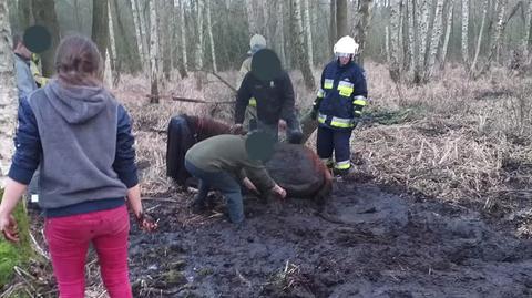 Jabłonna: Akcja ratowania konia, który topił się w bagnie