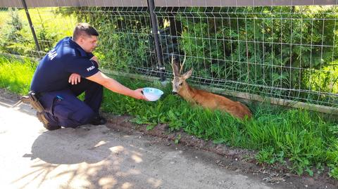 Policjanci pomogli leżącemu przy drodze jeleniowi