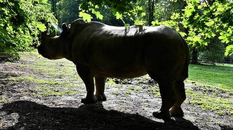 Pracownicy zoo liczą na potomstwo Kiwu i Diuny (wideo z 2013 r.)