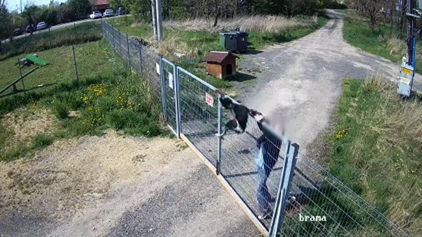 Jawor. 66-latek przerzucił psa przez bramę schroniska (wideo bez dźwięku)