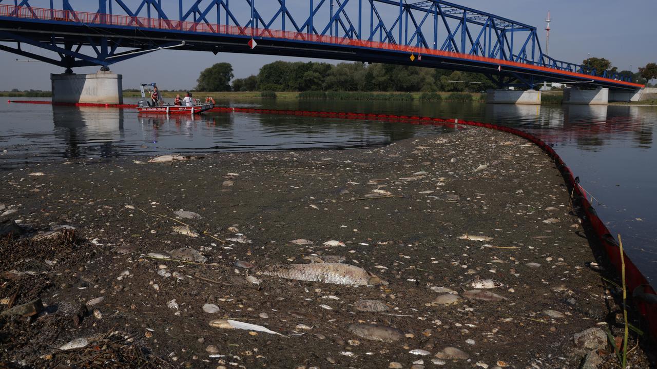 Katastrofa Ekologiczna Na Odrze Możliwe Przyczyny Rozmowy Z Ekspertami Tvn24 5309