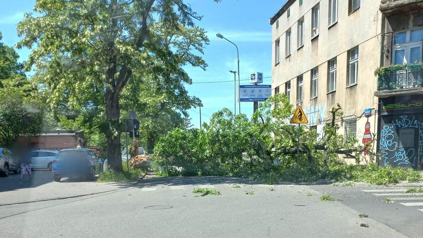 Na ulicę naglę runęło ogromne drzewo