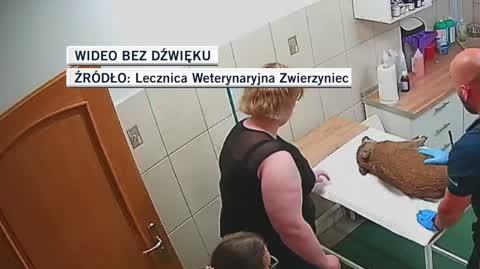 Młody dzik zaatakowany przez człowieka trafił do lecznicy