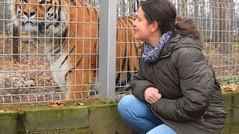 Zoo w Poznaniu. Dyrektor Ewa Zgrabczyńska o otwarciu azylu dla tygrysów