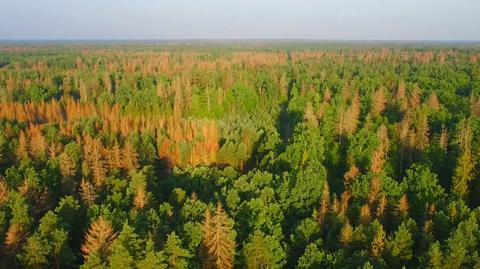 Lasy Państwowe prowadziły w Puszczy Białowieskiej wycinki, argumentując je potrzebą walki z kornikiem drukarzem (zdjęcia z 2017 roku) 
