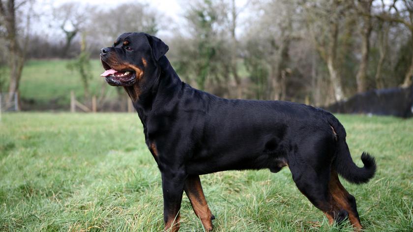 W Anglii i Walii zaczął obowiązywać zakaz hodowli i sprzedaży psów razy American XL Bully