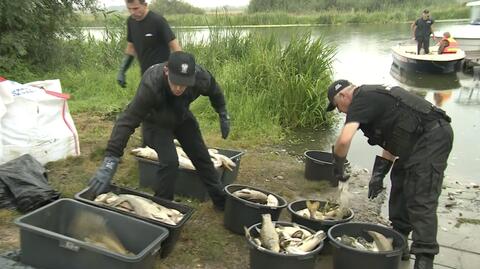 Szczecin. Do tej pory w województwie zebrano i zutylizowano blisko 95 ton śniętych ryb