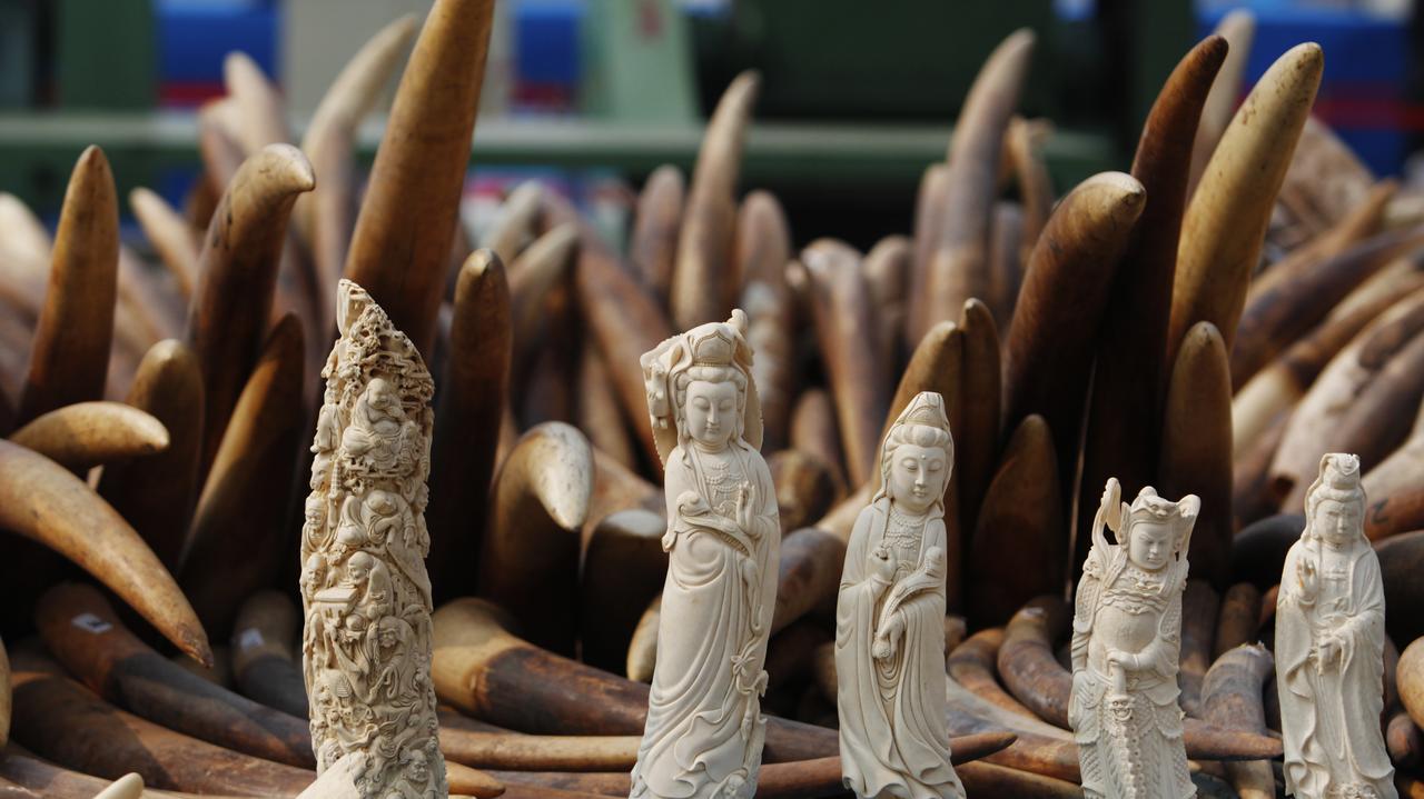  Korea Północna wykorzystuje dyplomatów do przemytu kości słoniowej i rogów nosorożca