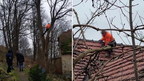 Chciał uniknąć więzienia, schował się przed policjantami na drzewie