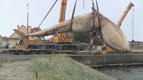 Ważący kilkanaście ton waleń został wyciągnięty z morza