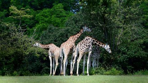 Zoo w Poznaniu: Całoroczny wybieg dla żyraf i nosorożców już gotowy