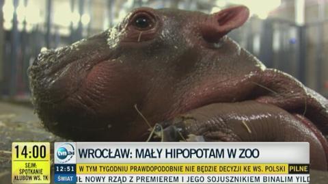Mały hipopotam urodził się we wrocławskim zoo