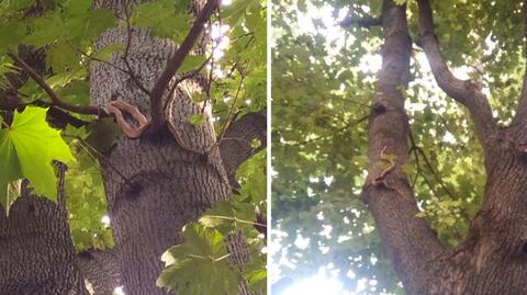 Wąż wił się wokół drzewa na krakowskich Plantach. Interweniowała Straż Miejska