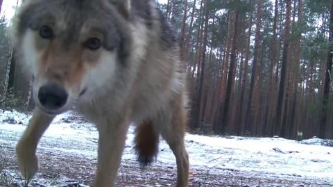 Wilk przestraszył się fotopułapki