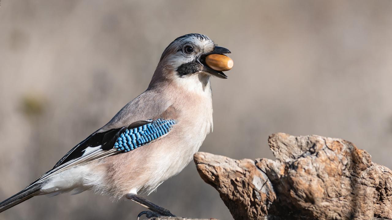 Study of self-control in birds.  Crows are waiting for their favorite treat, and jays are not picky