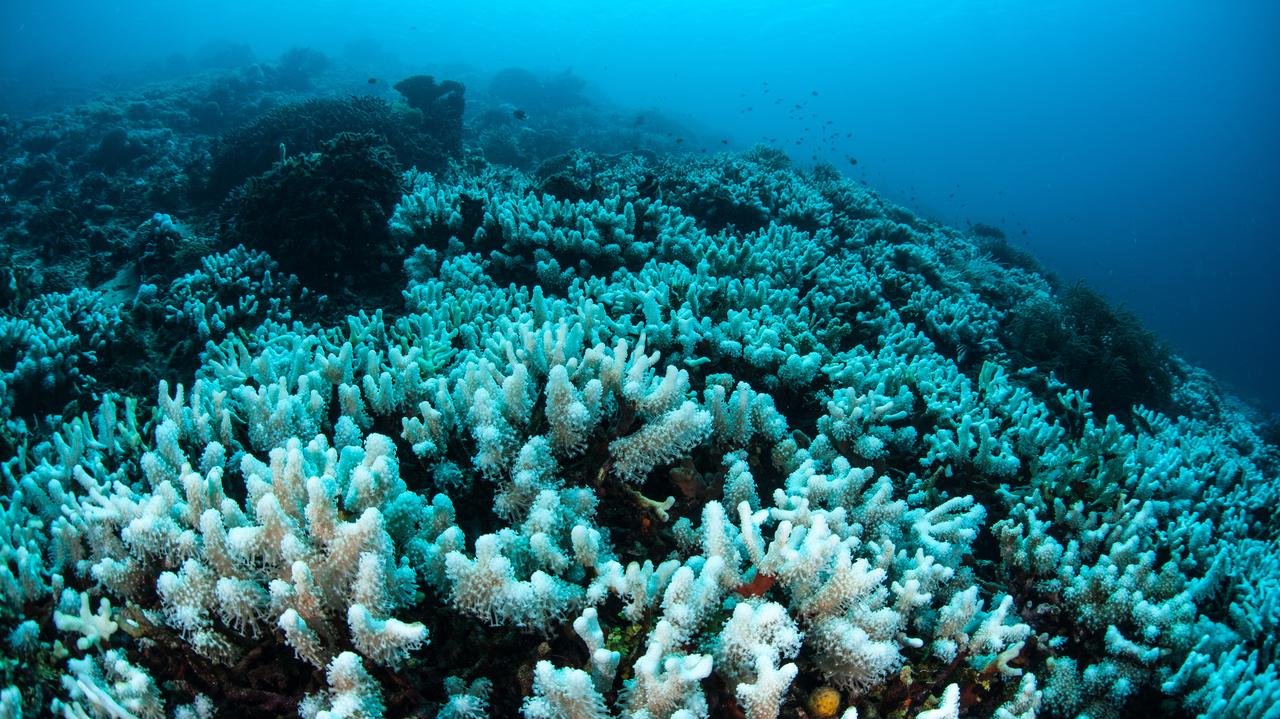 Sbiancamento della barriera corallina.  I coralli sbiancano a causa dello stress da calore.  Noa annuncia.  Cambiamento climatico
