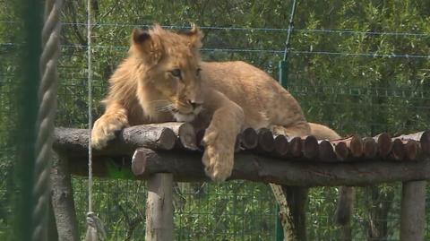 Dwa młode lwy trafiły do poznańskiego zoo