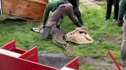 Sosnowiec. Policjanci odebrali krokodyla nilowego