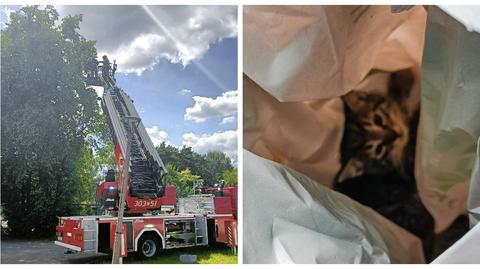 Strażacy oraz sportowcy z Bydgoszczy pomogli małemu kotu