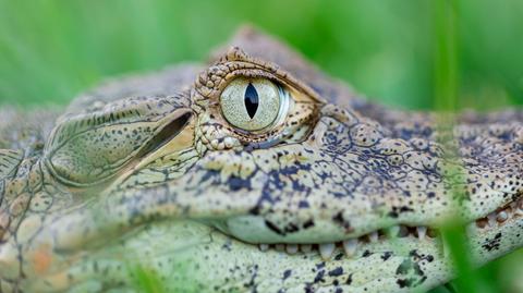 Aligator pływał w przydomowym basenie