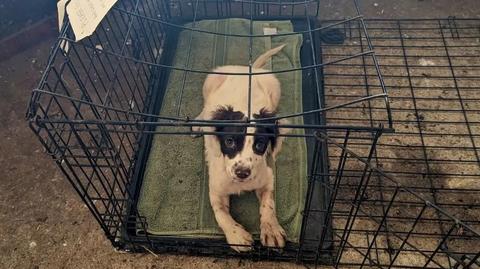 Rudy, jeden z psów znalezionych w klatce w Oxfordshire