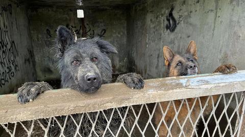 Trzy psy przez trzy miesiące nie wychodziły z betonowych boksów