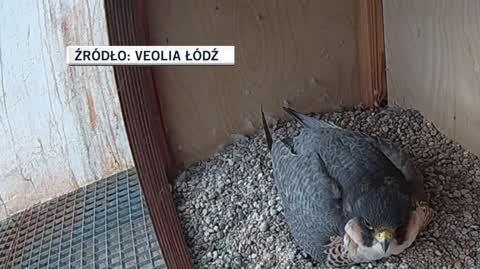 Sokoły wędrowne na kominie EC3 w Łodzi