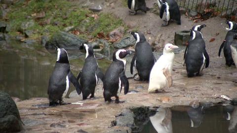 Naukowcy zbadali sposób komunikowania się pingwinów