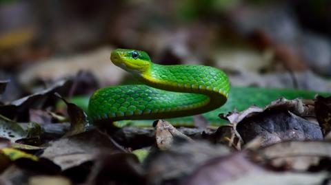 Tilburg, Holandia. Silnie jadowita zielona mamba poszukiwana