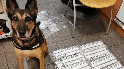 Kierowca przewoził 400 paczek nielegalnych papierosów. Skrytki odnalazł pies