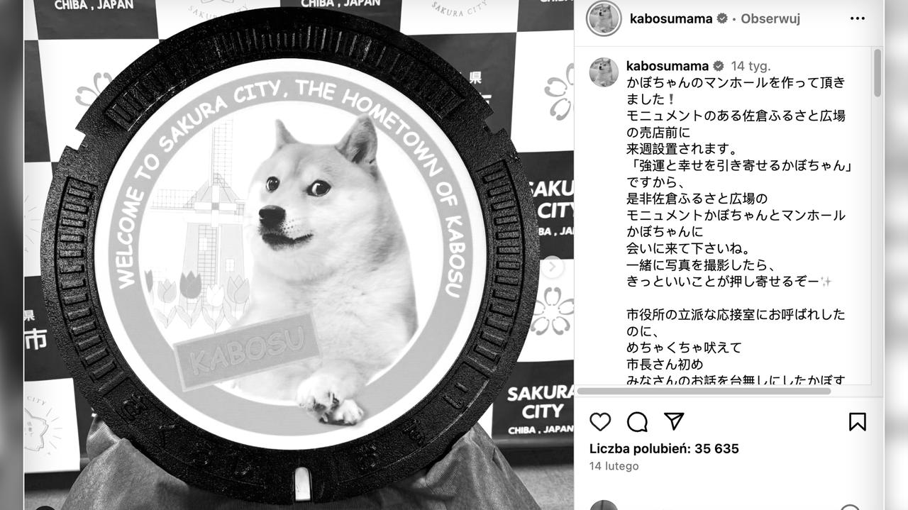 Kabosu, the “canine” identified from web memes, is lifeless