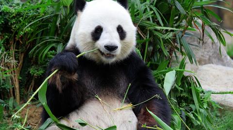 Słynna panda Tuan Tuan. Wideo archiwalne