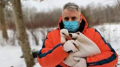 Poznań: zoo uratowało bociana, który został na zimę w mieście
