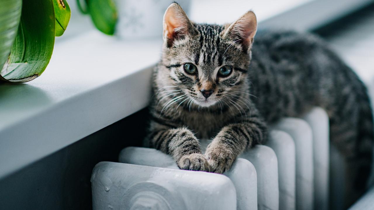 Varsovia, Masovia.  Ordenado para vacunar a los gatos contra la rabia