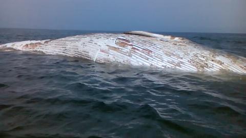 Ciało wieloryba przydryfowało do Zatoki Gdańskiej