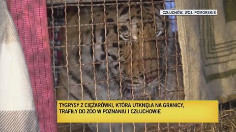 Dwa tygrysy zostały w ogrodzie zoologicznym w Człuchowie 