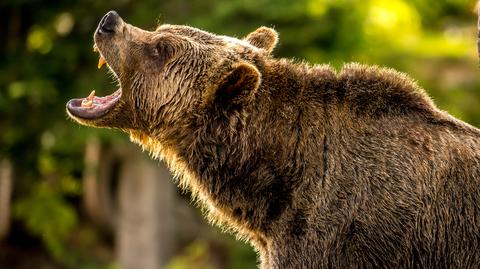 Do zdarzenia doszło w Parku Narodowym Banff w Kanadzie