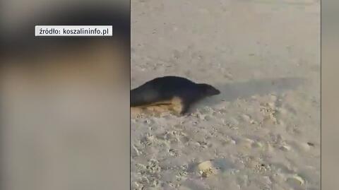Hel: mała foczka na plaży w Kuźnicy. Trafiła do fokarium - TVN24