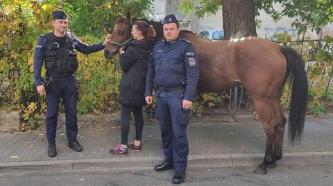 Lublin. Po centrum miasta biegał koń. Złapali go policjanci (materiał z 11.10.2021)