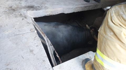 Nasutów. Pod bykiem zawaliła się podłoga. Zwierzęciu pomogli strażacy (materiał z 21.03.2022)