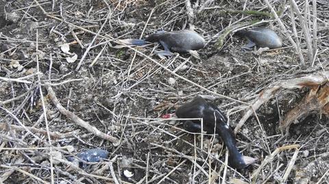 Na Jeziorze Tonowskim znaleziono setki zabitych piskląt kormoranów