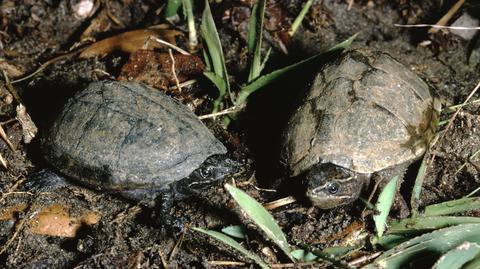Inwazyjne żółwie zostaną odłowione z Fosy Miejskiej