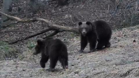 Spacer niedźwiedzi po podkarpackich lasach