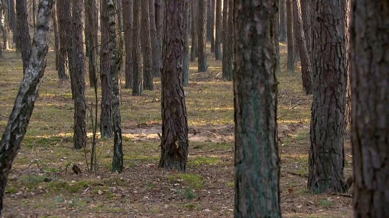 Półtoraroczna dziewczynka sama poszła do lasu