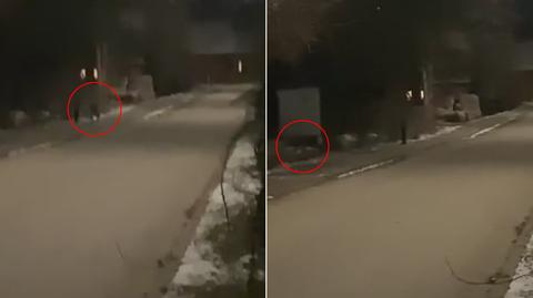 Mieszkanka Białowieży nagrała wilka, który szedł wcześniej za dziećmi
