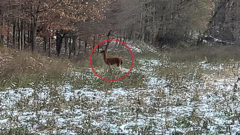 Młoda lama uciekła z mini zoo w Jaworniku Polskim